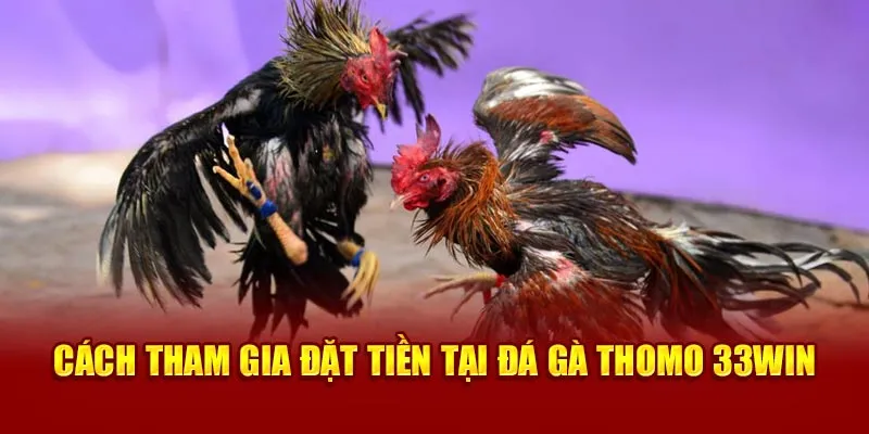 Cách tham gia đặt tiền tại đá gà Thomo 33Win