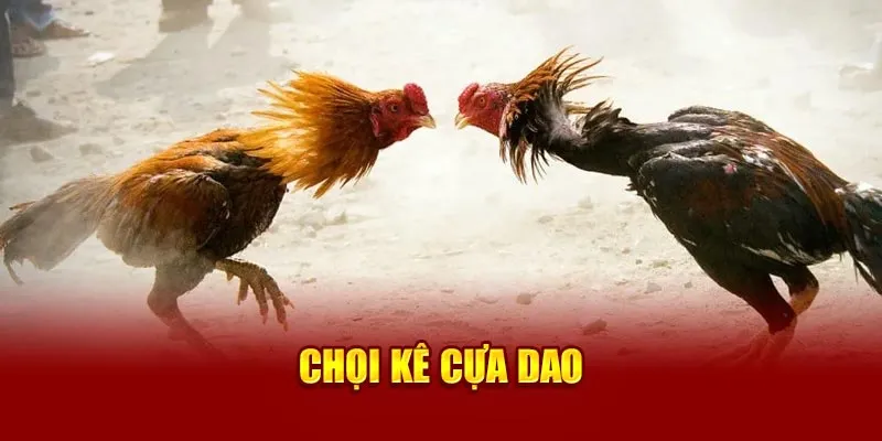 Chọi kê cựa dao