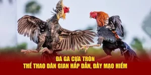 Đá Gà Cựa Tròn - Thể Thao Dân Gian Hấp Dẫn, Đầy Mạo Hiểm