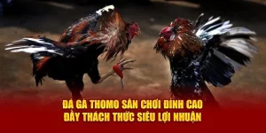 Đá Gà Thomo Sân Chơi Đỉnh Cao Đầy Thách Thức Siêu Lợi Nhuận