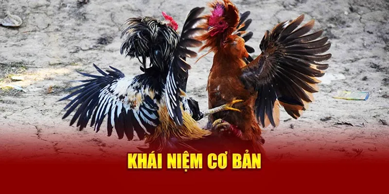 Khái niệm cơ bản