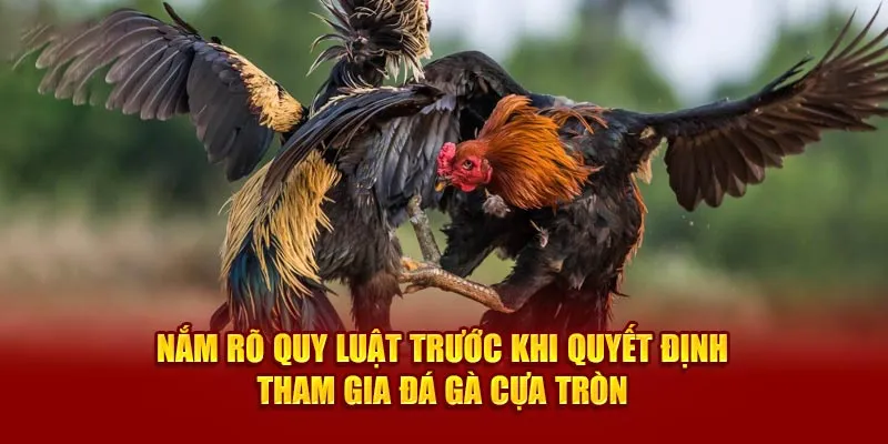 Nắm rõ quy luật trước khi quyết định tham gia đá gà cựa tròn