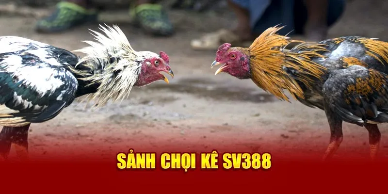 Sảnh chọi kê SV388