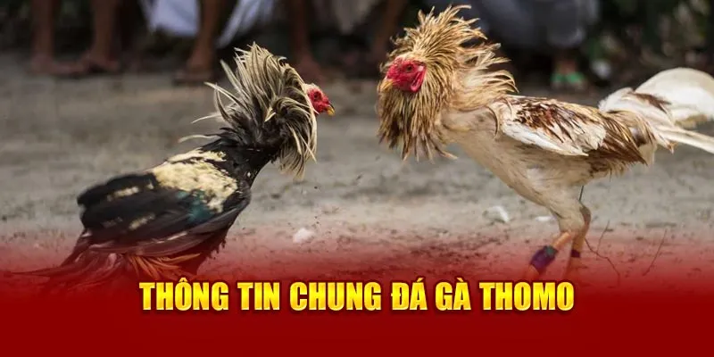 Thông tin chung đá gà Thomo